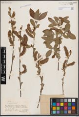 Foto von Salix cinerea L.